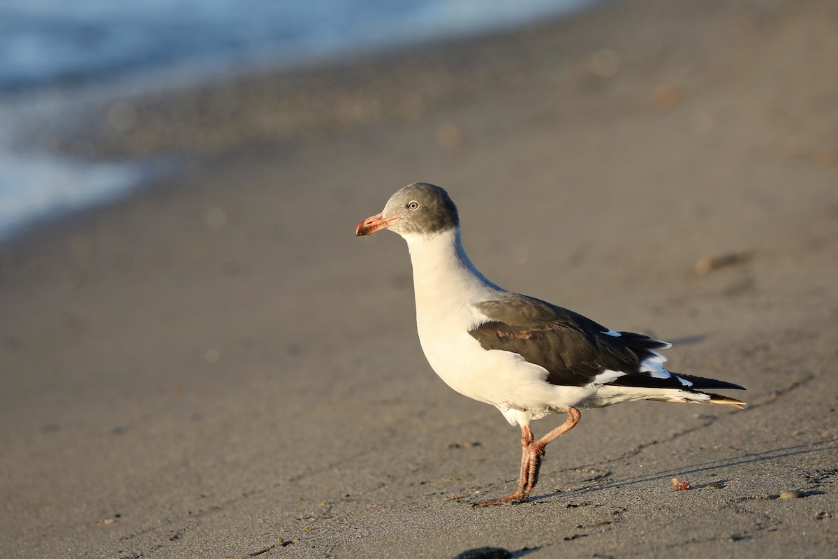 Blutschnabelmöwe - ML649698954