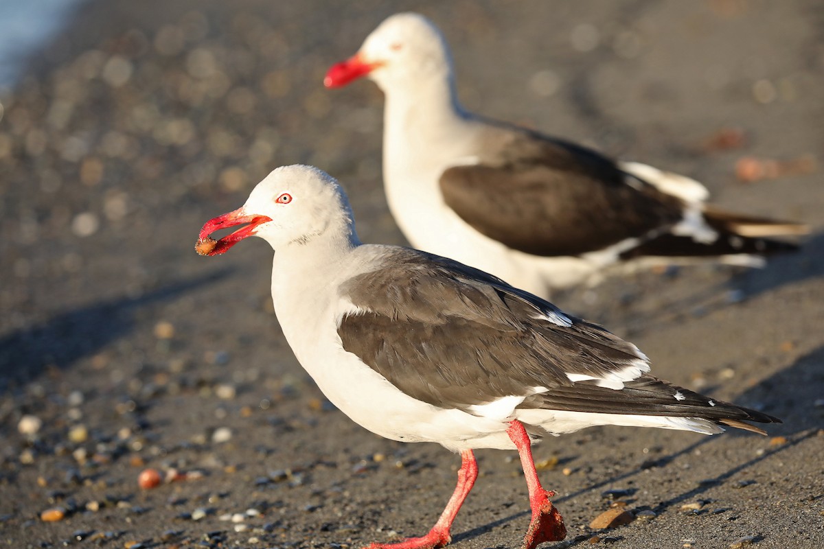 Blutschnabelmöwe - ML649698955