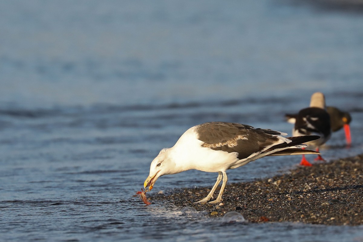 Dominikanermöwe - ML649699073