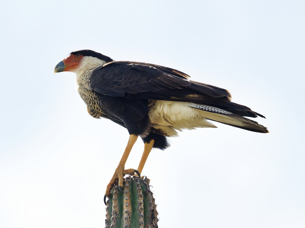 Crested Caracara - ML649699270