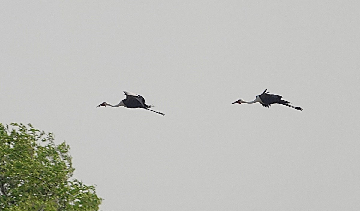 Журавель білошиїй - ML649699373