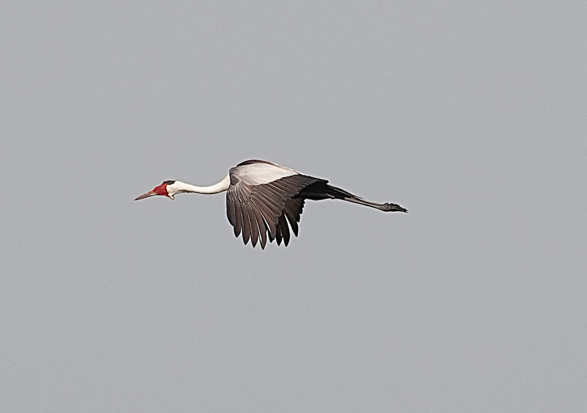 Журавель білошиїй - ML649699484