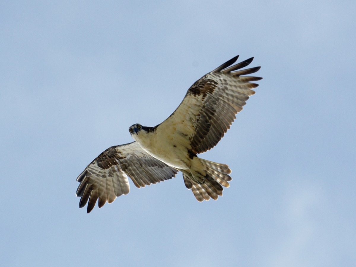 Arrano arrantzalea - ML649699667