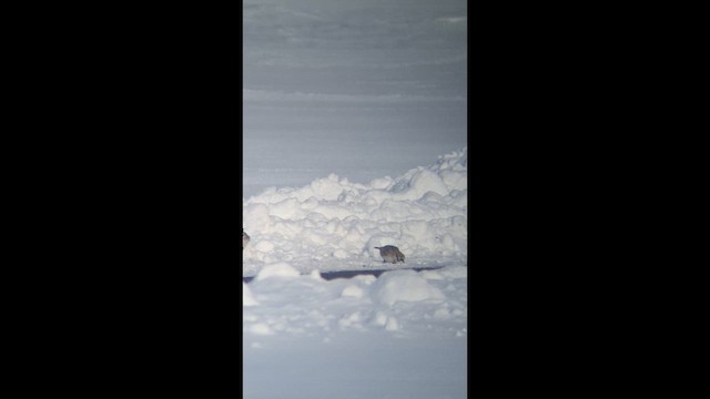 skřivan ouškatý - ML649699680