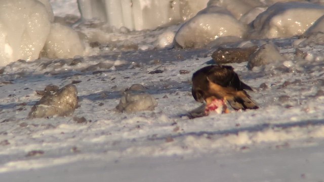 アメリカハイイロチュウヒ - ML649700118