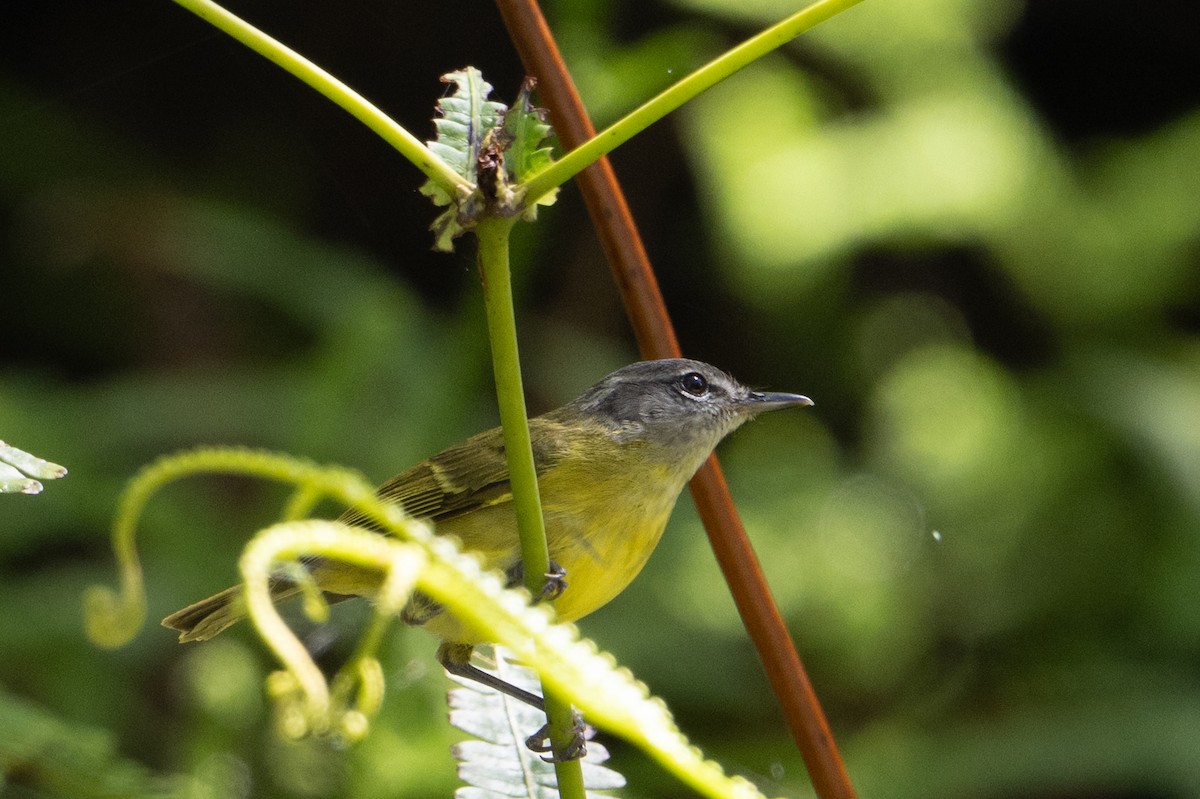 papuasanger (ceramensis) - ML649700396