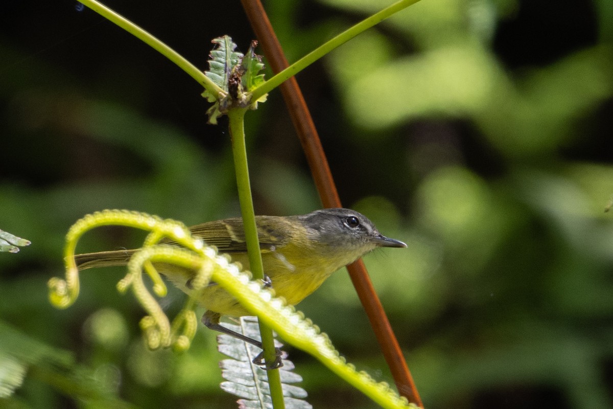 papuasanger (ceramensis) - ML649700398