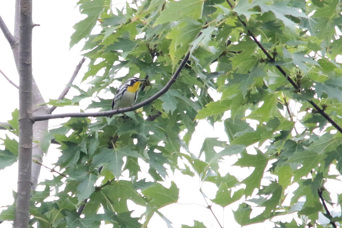 Goldkehl-Waldsänger - ML649701157