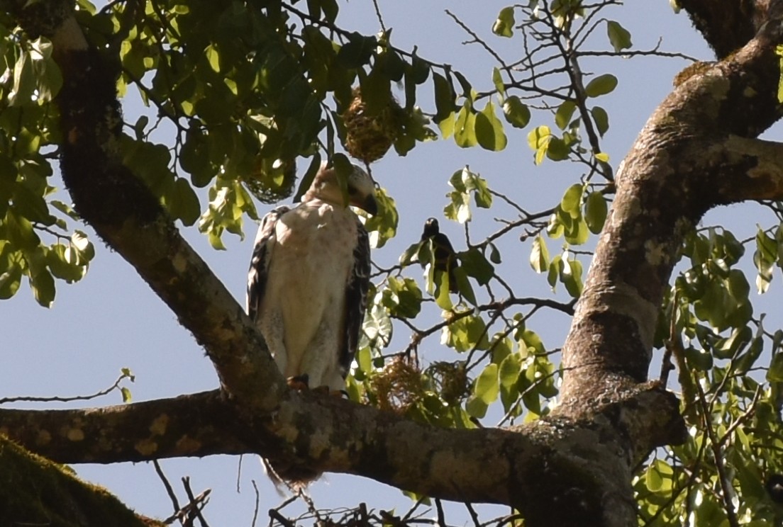 カンムリクマタカ - ML649702059