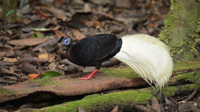 Bulwer's Pheasant - ML649704500