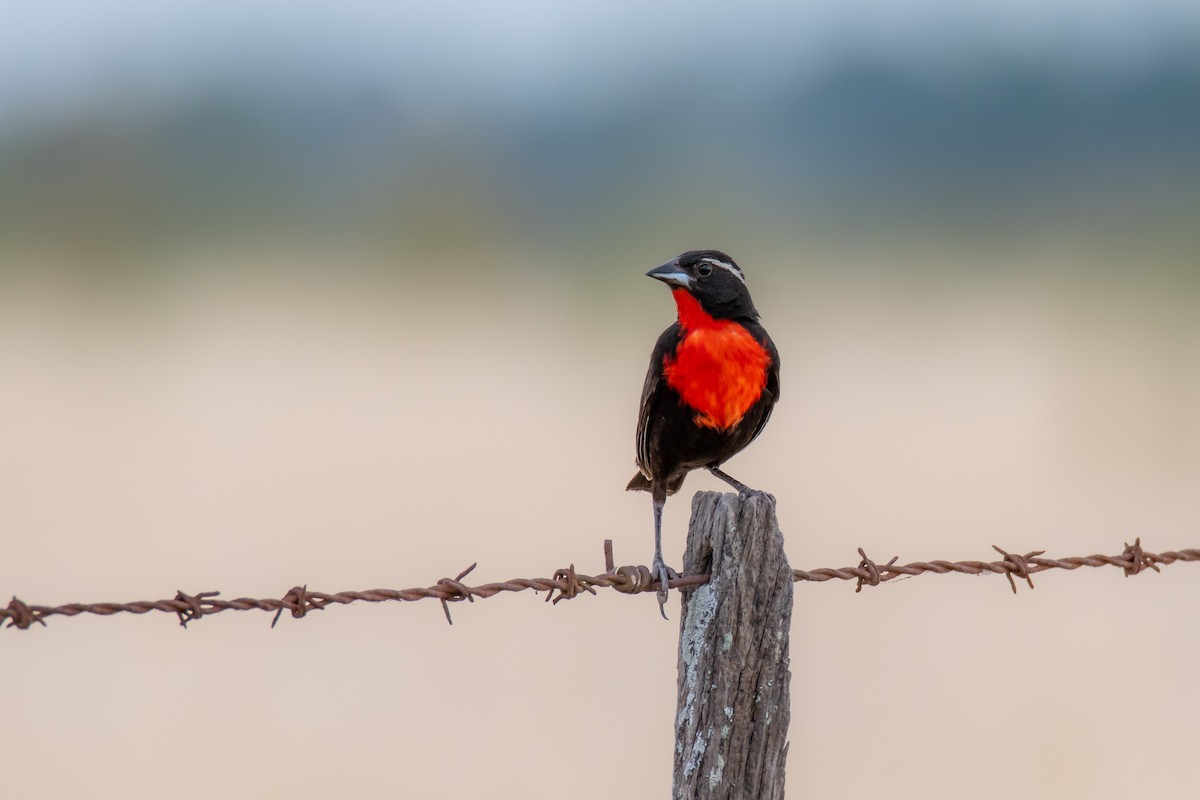 White-browed Meadowlark - ML649705120