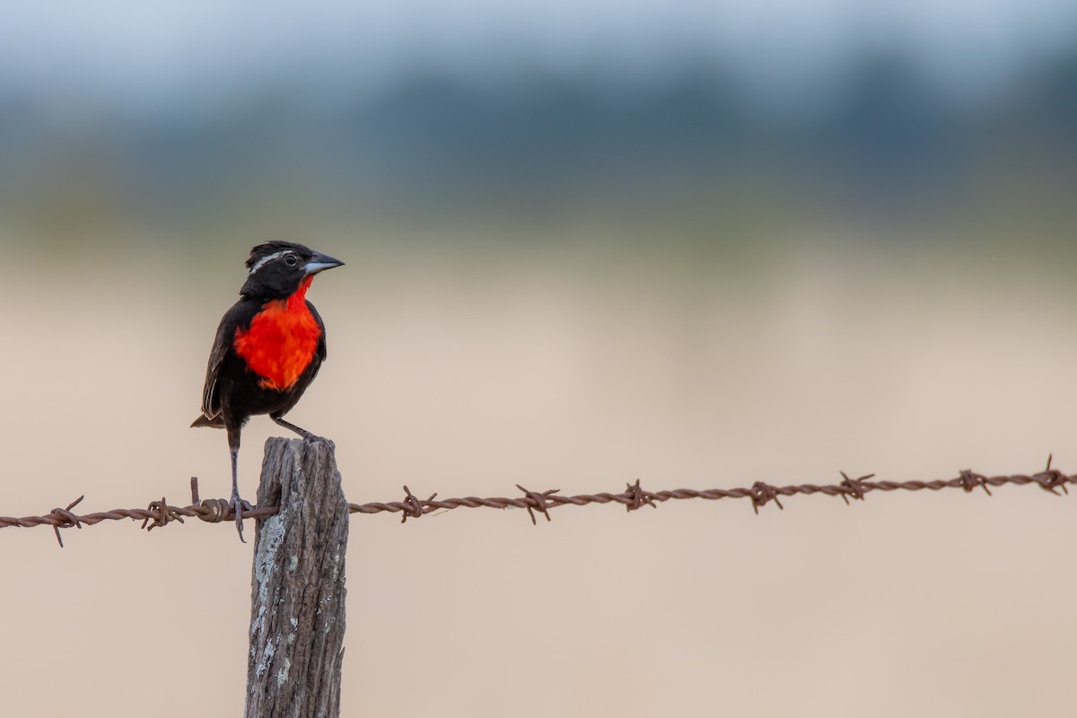 White-browed Meadowlark - ML649705122