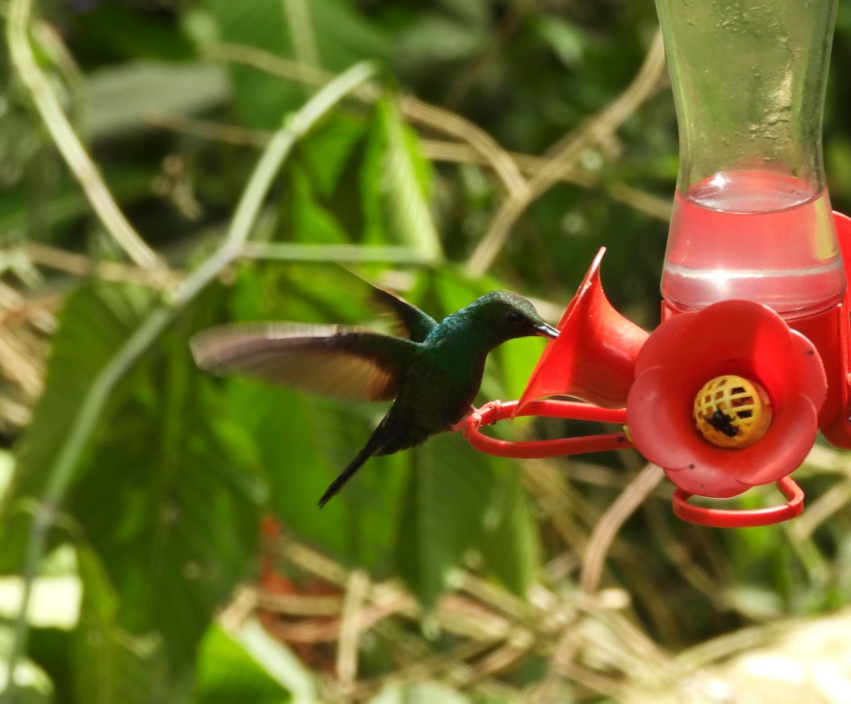 eBird Checklist - 15 Jan 2026 - Nectar & Pollen Reserve - 29 species