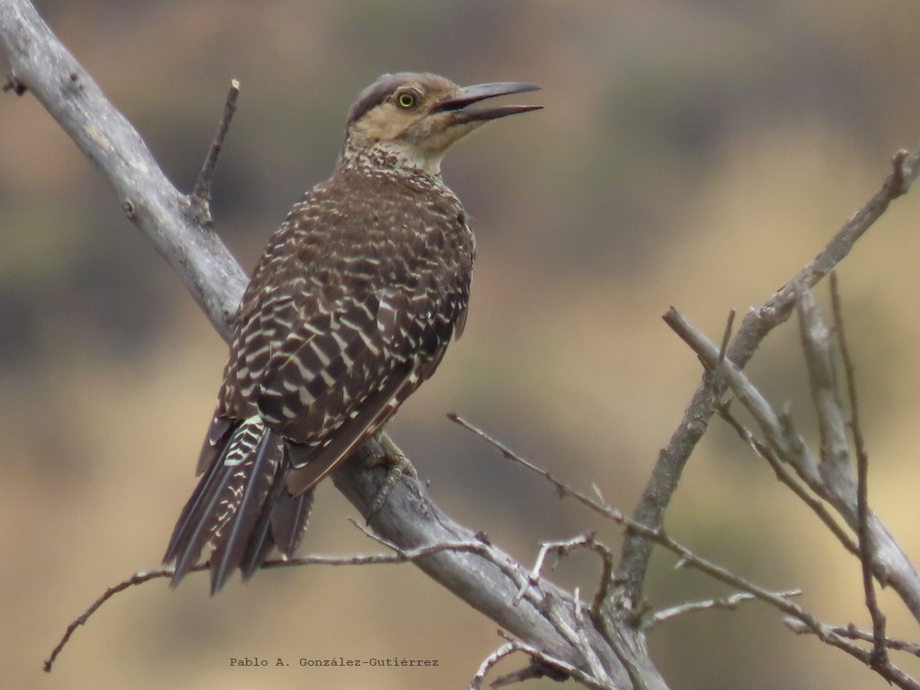 Chilean Flicker - ML649705559
