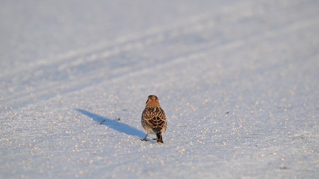 Zigolo della Lapponia - ML649705717