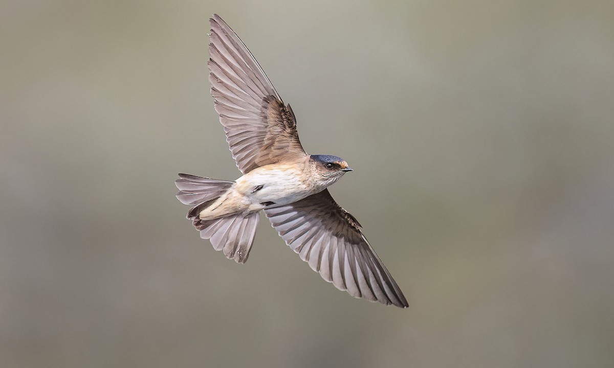 Tree Martin - Petrochelidon nigricans - Birds of the World