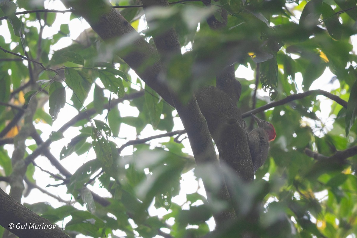 Red-collared Woodpecker - ML649706269