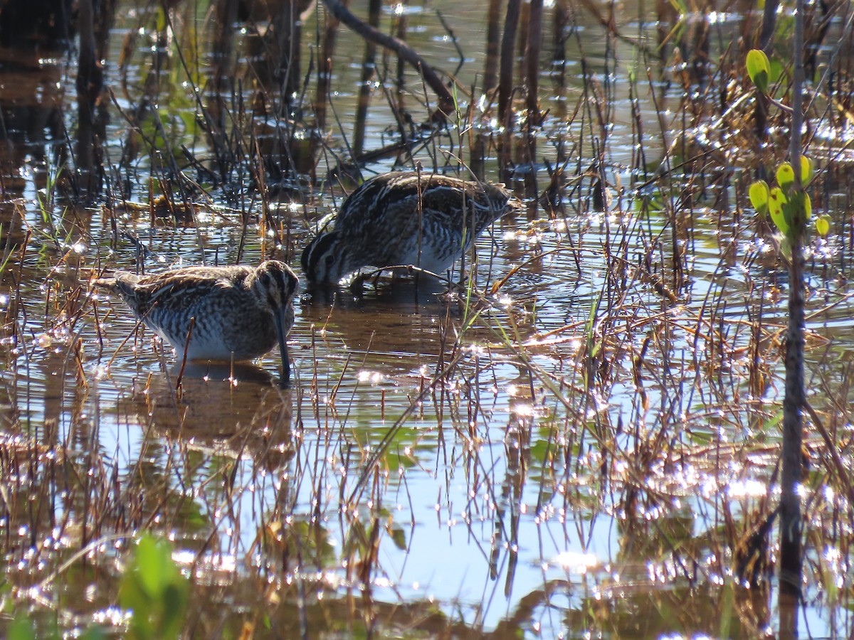 Американский бекас - ML649707186