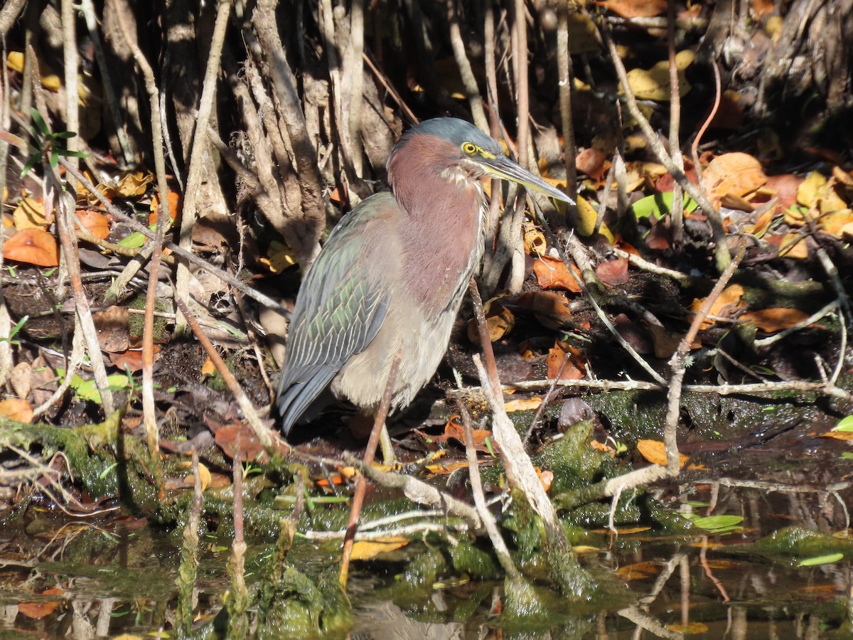 Airone verde - ML649707240