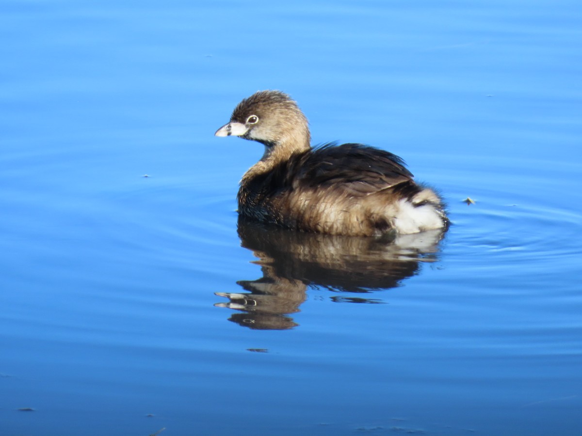 Pied-billed Grebe - ML649707266