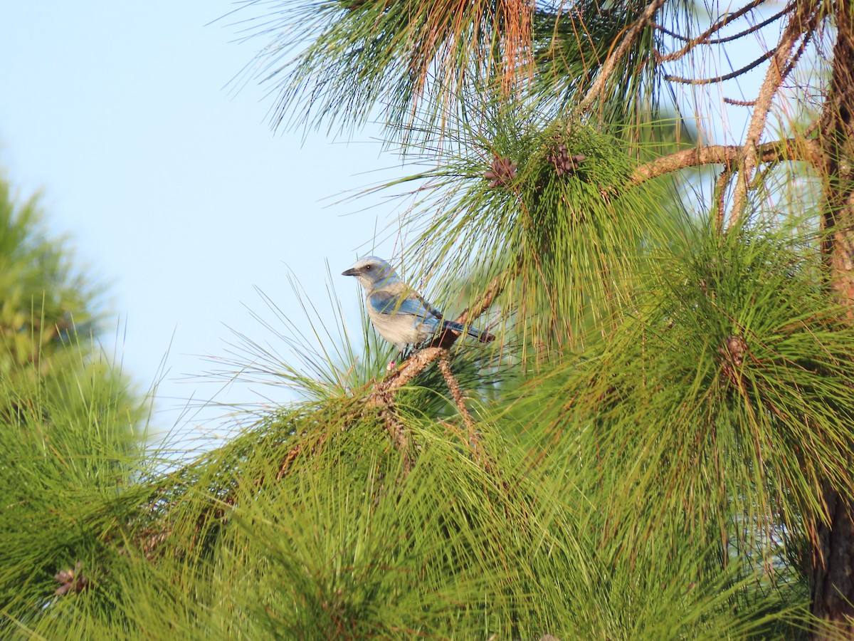 Florida Scrub-Jay - ML649707417