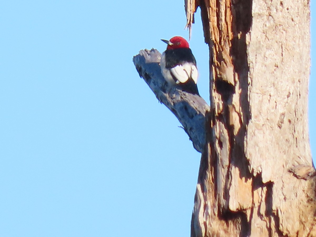 Red-headed Woodpecker - ML649707483