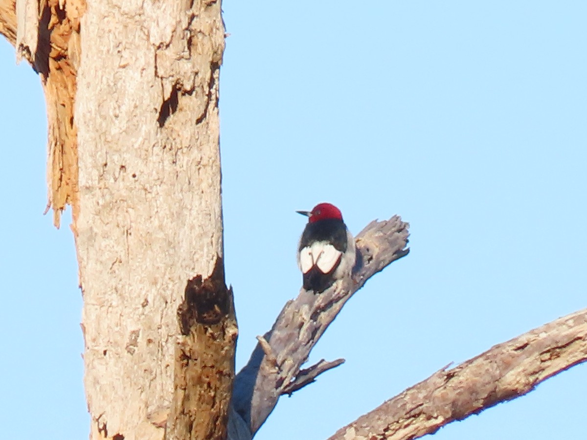 Red-headed Woodpecker - ML649707537