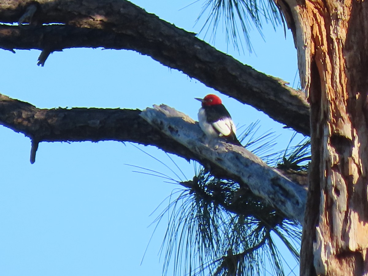 Red-headed Woodpecker - ML649707538
