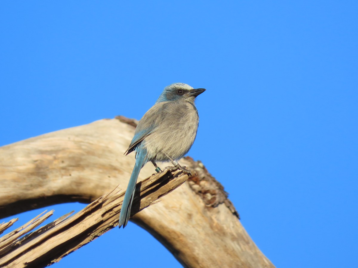 Florida Scrub-Jay - ML649707576
