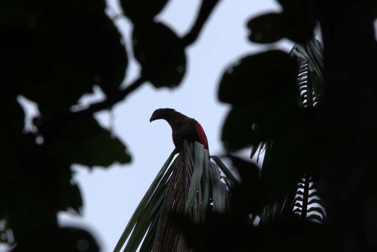 Pesquet's Parrot - ML649707923