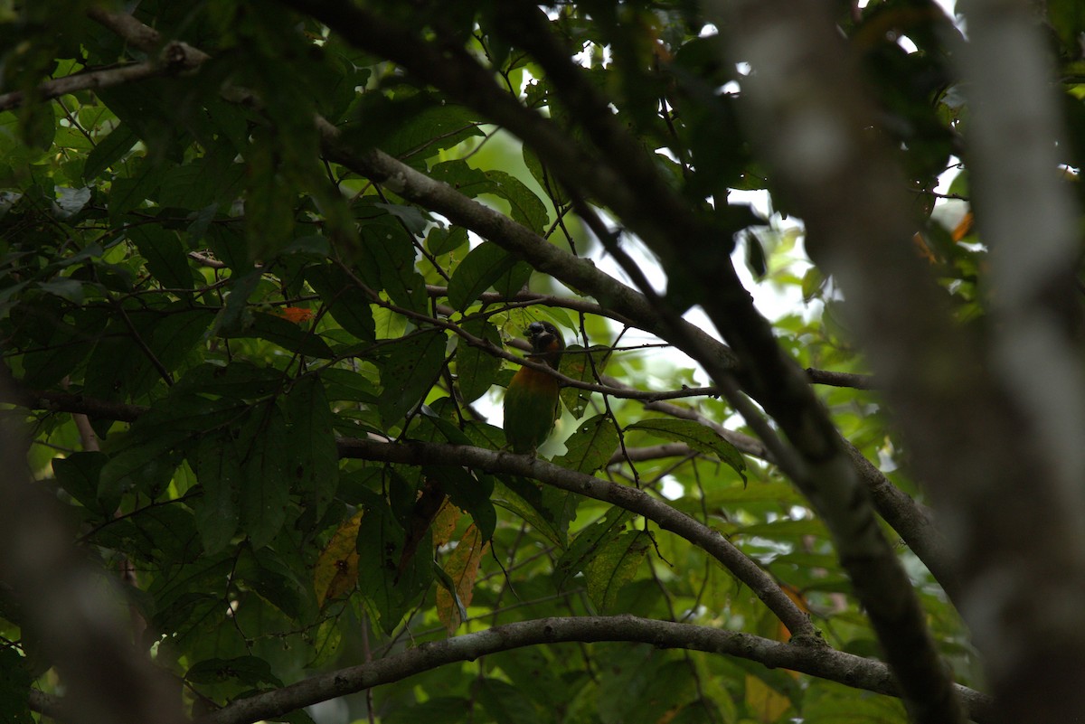 Dusky-cheeked Fig-Parrot - ML649707956