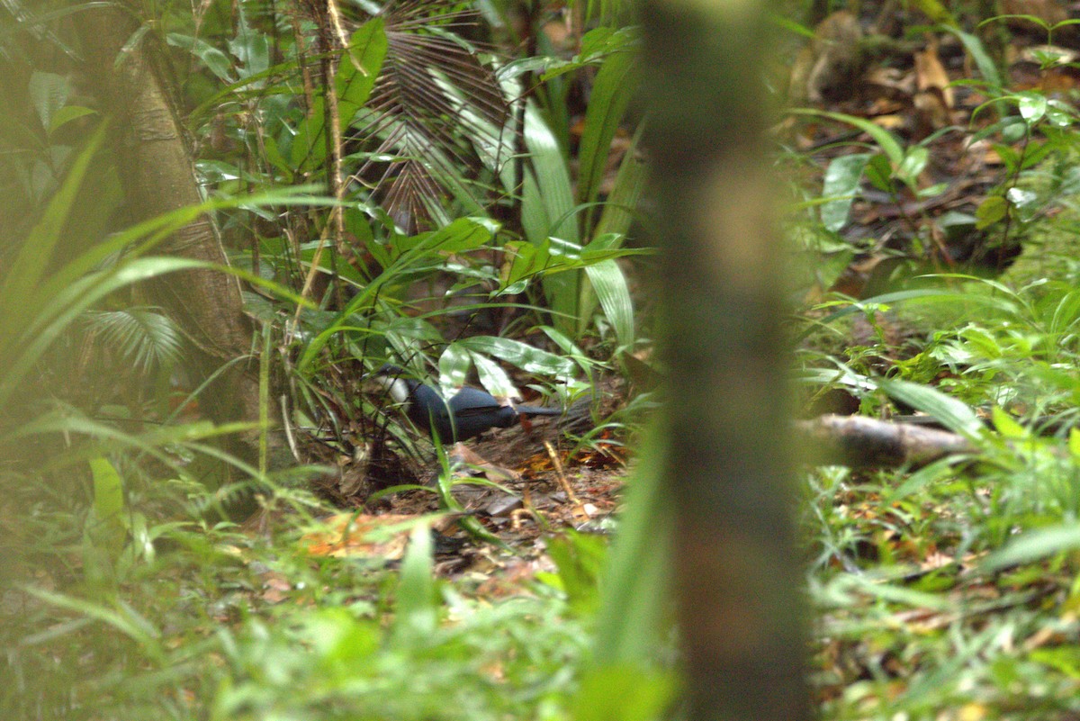 Blue Jewel-babbler - ML649708037