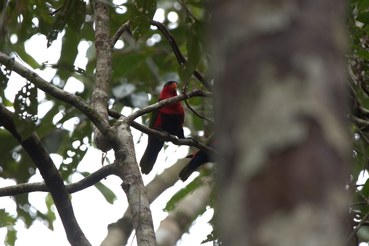 Black-capped Lory - ML649708122