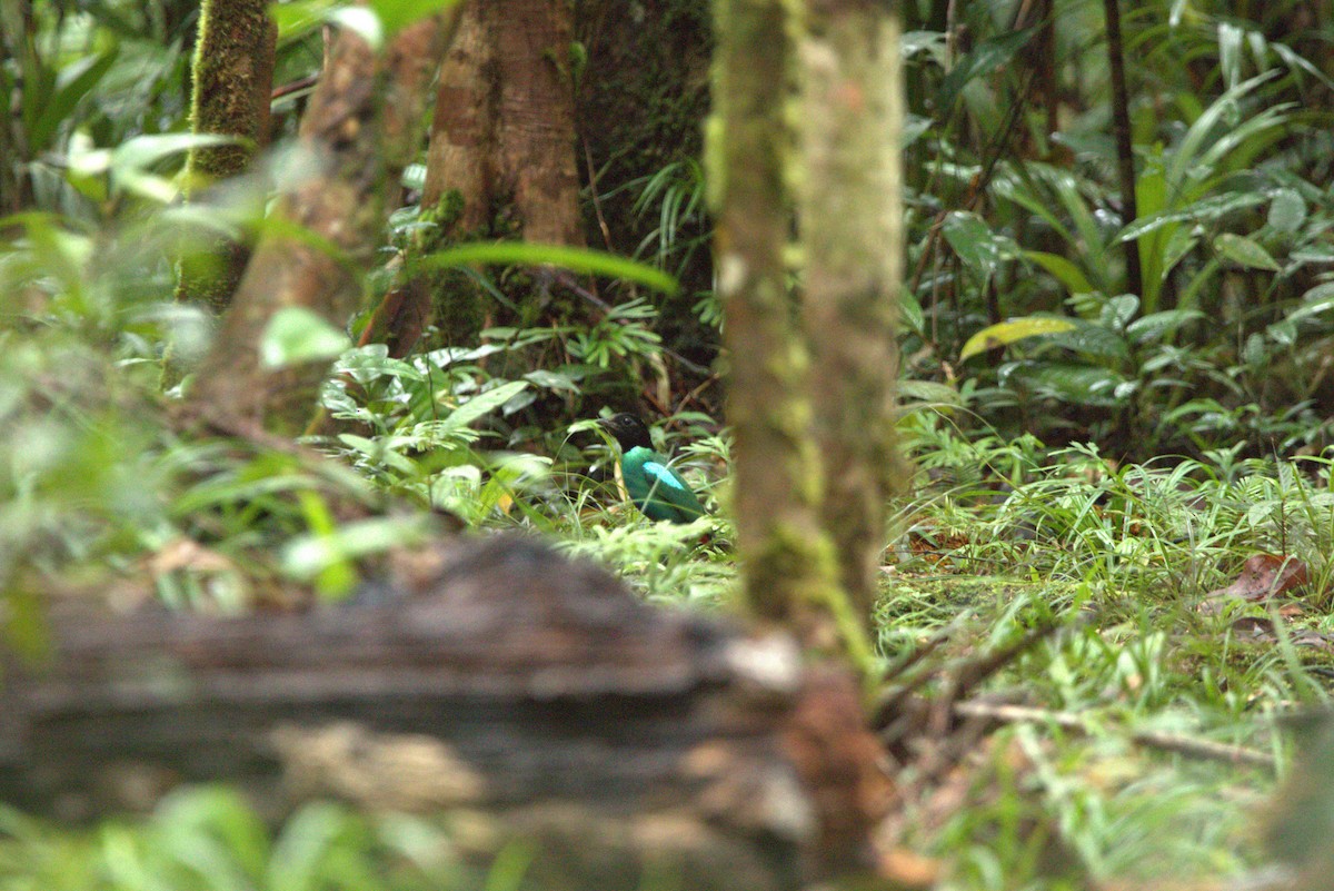 Brève de Nouvelle-Guinée - ML649708202