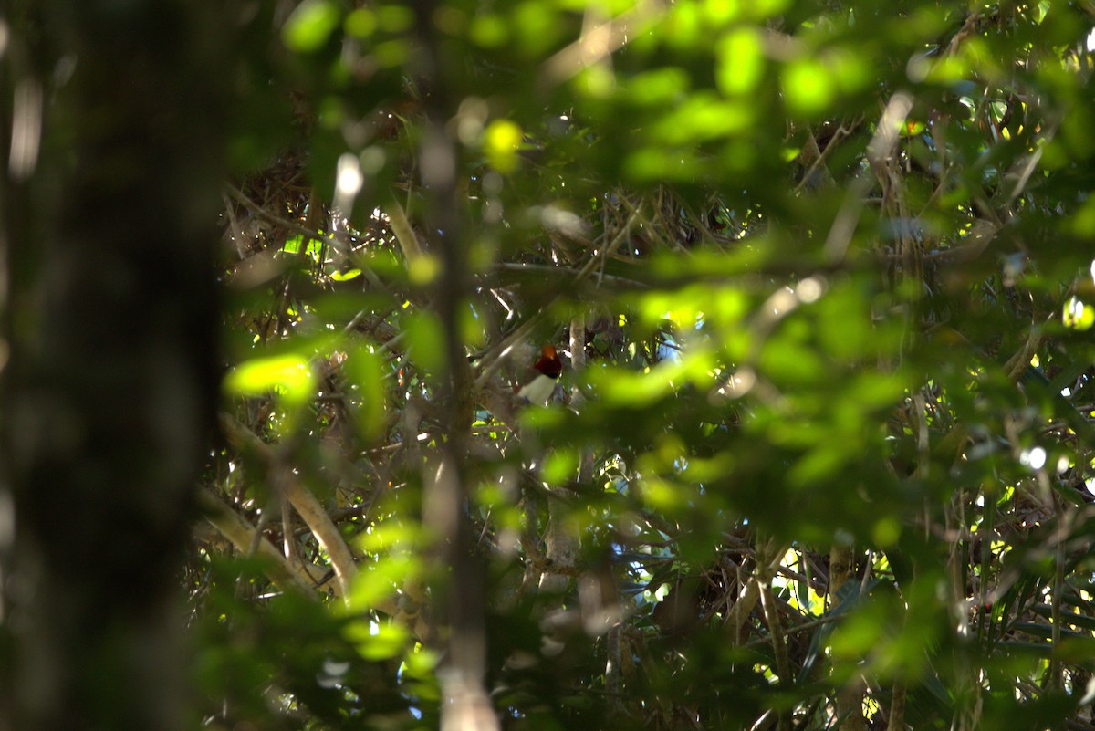 King Bird-of-Paradise - ML649708284