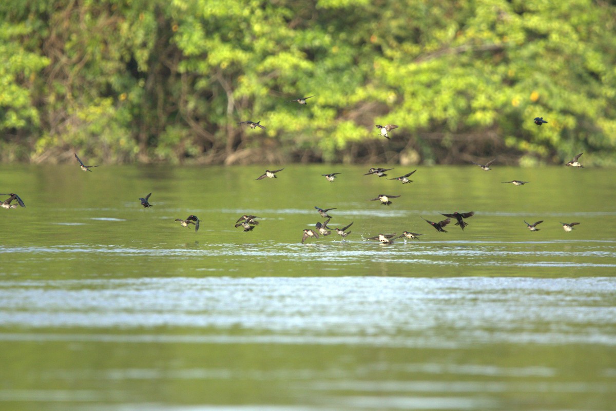 Metallic Starling - ML649708390