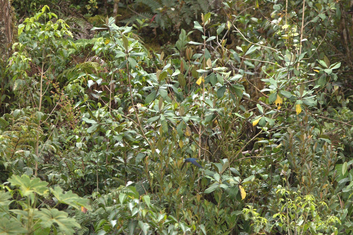 Glossy Swiftlet - ML649708473