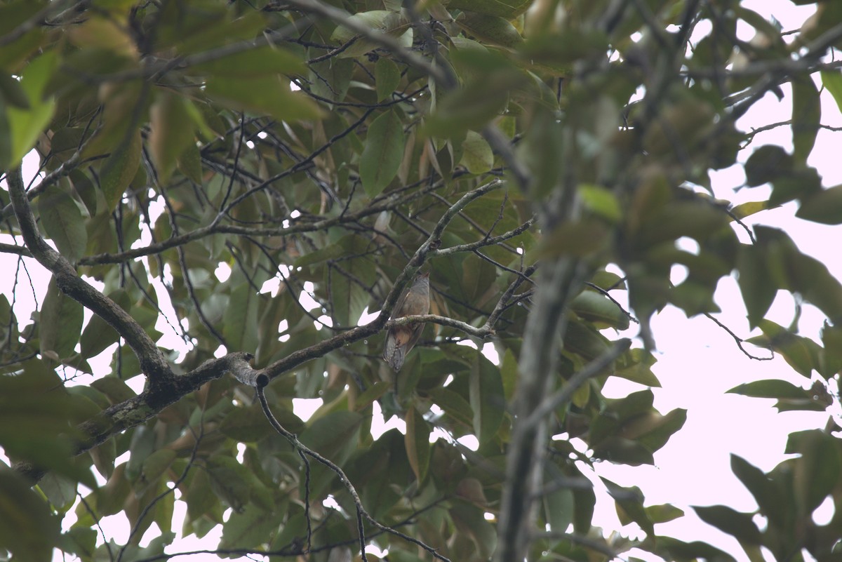 Sahul Brush Cuckoo - ML649708631