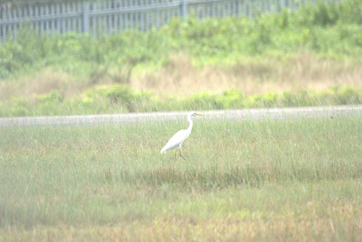 Plumed Egret - ML649708678