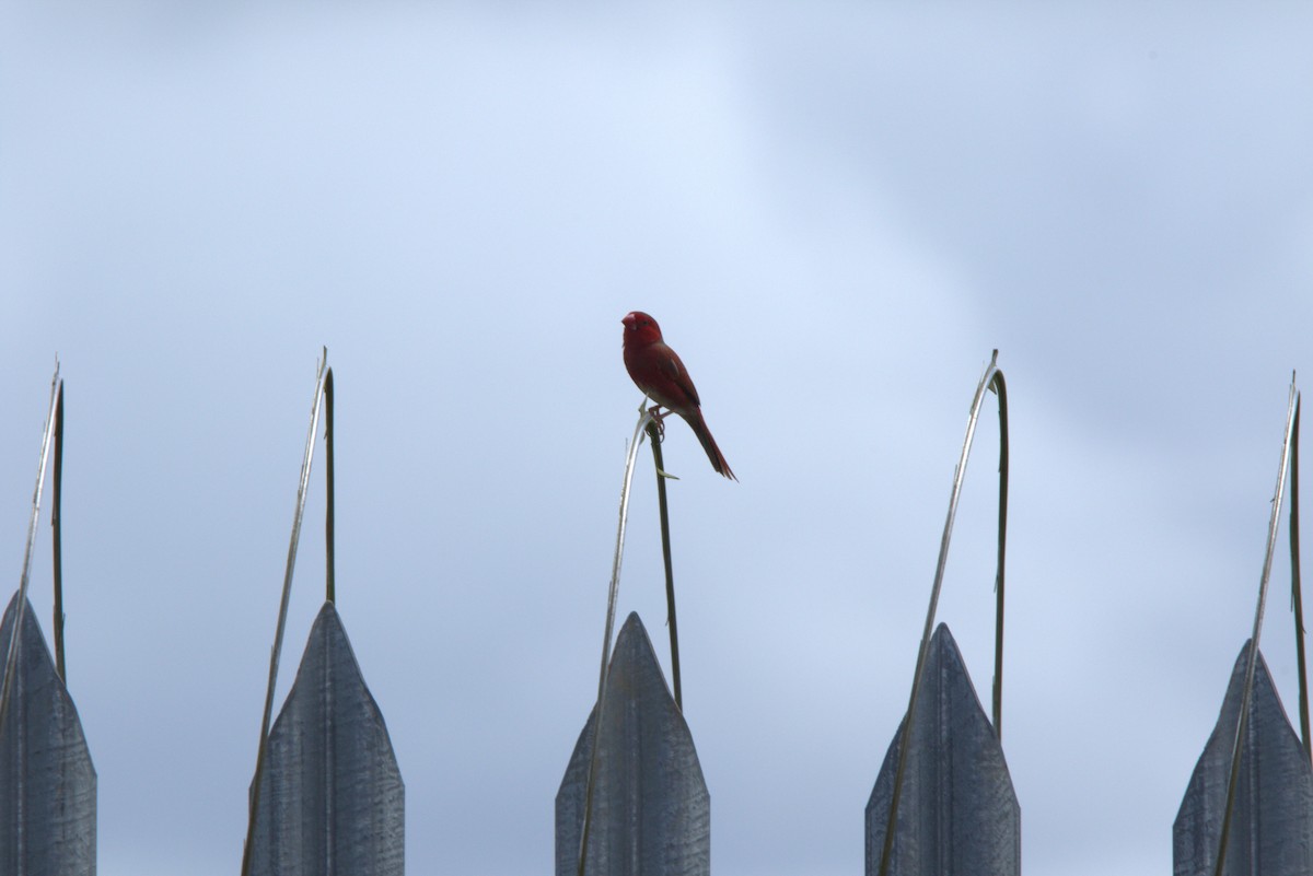 Crimson Finch - ML649708680