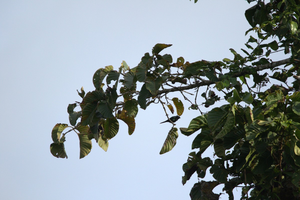 Yellow-eyed Starling - ML649708722