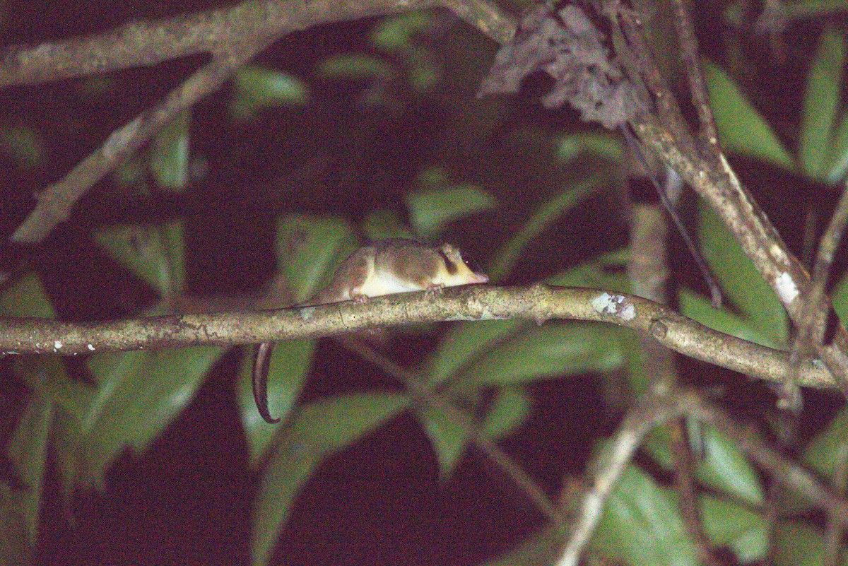 Feather-tailed Possum - ML649708790