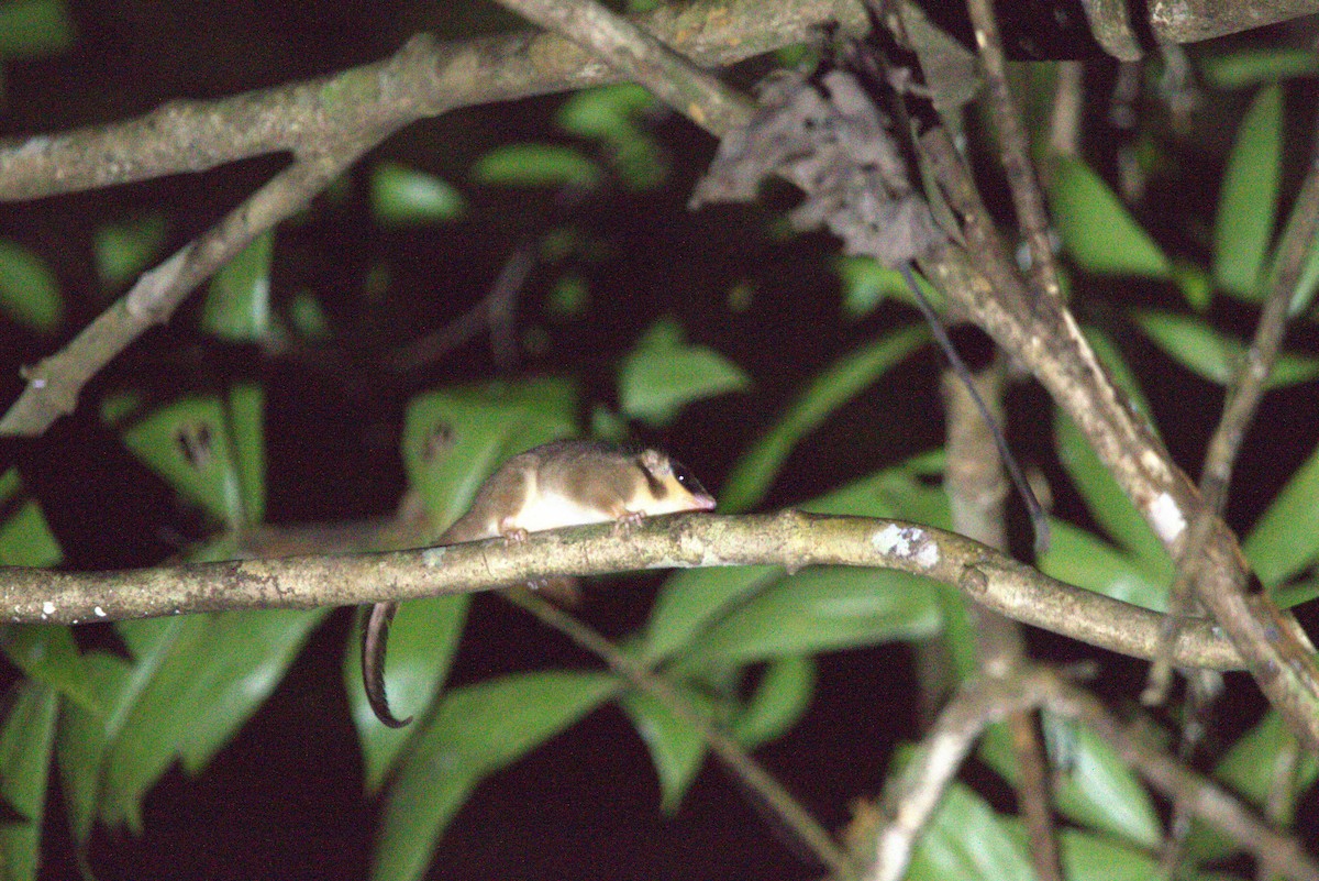 Feather-tailed Possum - ML649708805