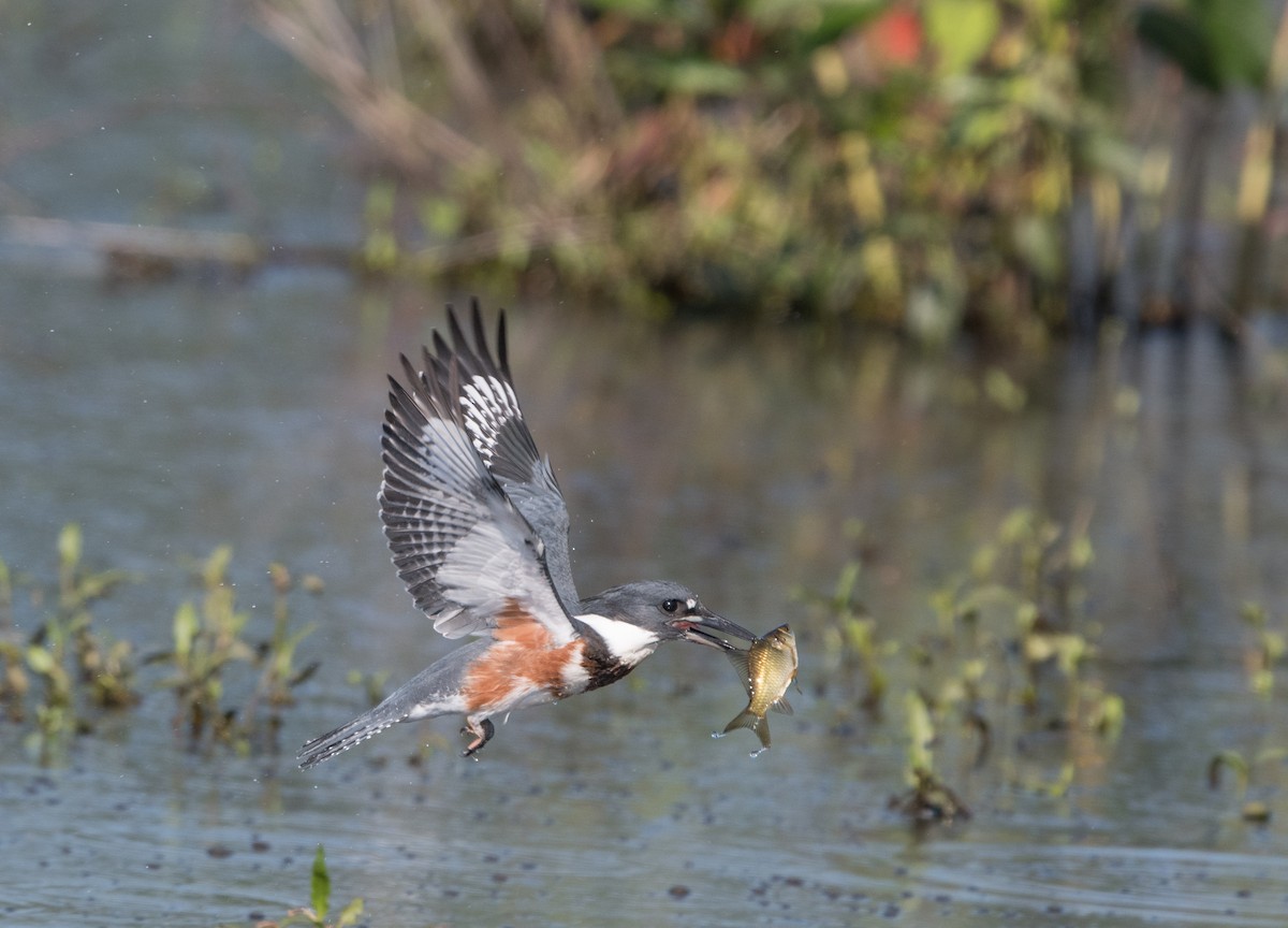 Belted Kingfisher - William Higgins