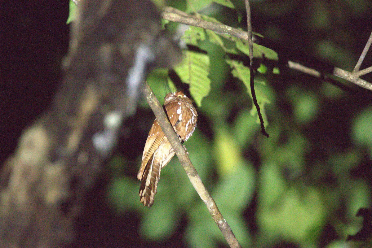 Starry Owlet-nightjar - ML649709115