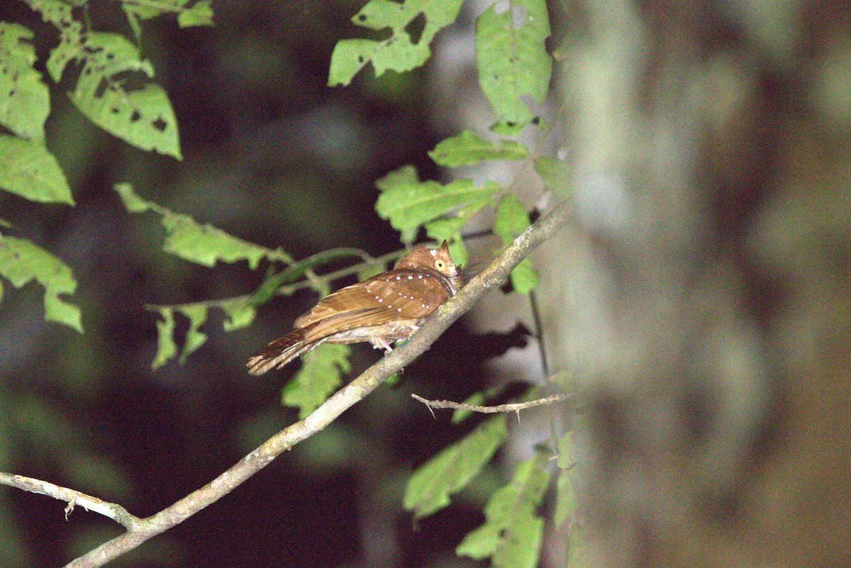 Starry Owlet-nightjar - ML649709116