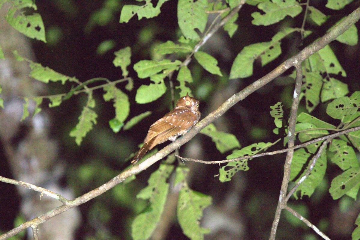 Starry Owlet-nightjar - ML649709117