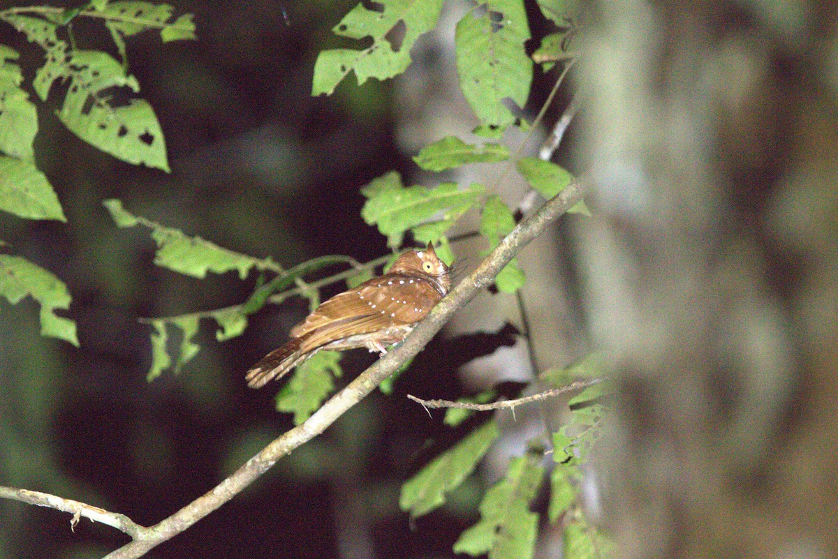 Starry Owlet-nightjar - ML649709118