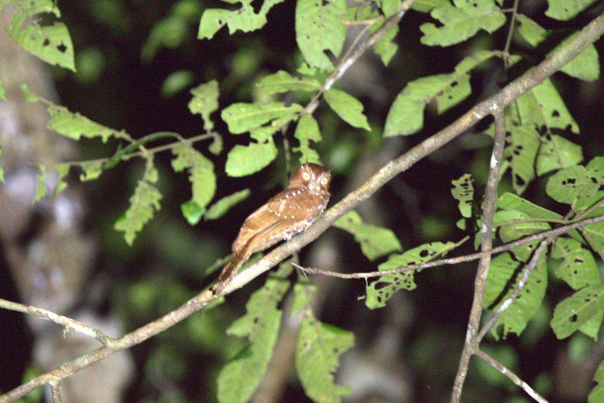 Starry Owlet-nightjar - ML649709119