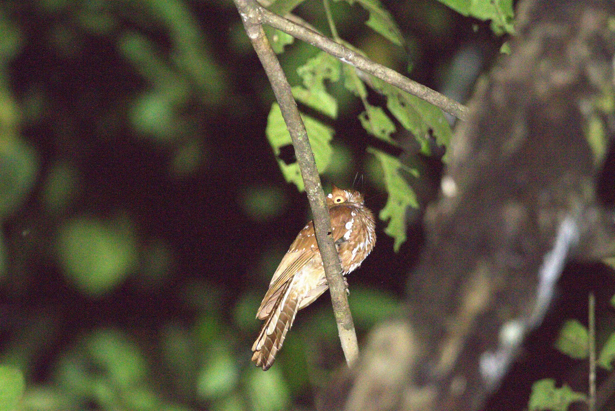 Starry Owlet-nightjar - ML649709121